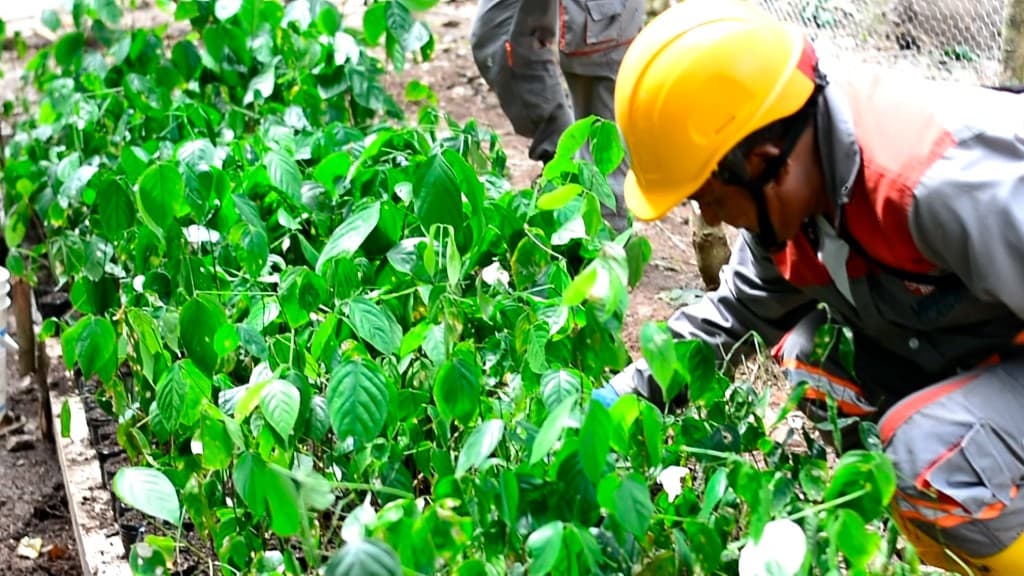 Nursery & Reforestation
